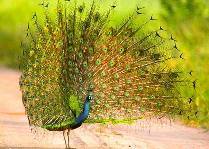 Peacock Riverside Удавалаве Екстер'єр фото